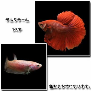 (熱帯魚 ベタ) ベタ　デルタテール　（１ペア）  【水槽/熱帯魚/観賞魚/飼育】【生体】【通販/販売】【アクアリウム/あくありうむ】 