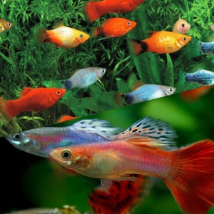 (熱帯魚 生体) ( オススメ)ミックスグッピー【外国産】（約３cm）（５ペア） ＋ ミックス プラティ（約２-３cm）（８匹）  【水槽/熱帯魚