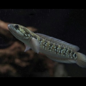 (熱帯魚 生体) コウタイ（七星魚）（約１０cm）（１匹）  【水槽/熱帯魚/観賞魚/飼育】【生体】【通販/販売】【アクアリウム/あくありう