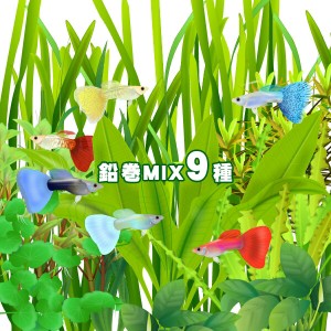 (水草)おまかせ水草　前景〜後景　鉛巻きMIX（ミックス）　（９種・9個）！　前景〜後景までバランス良く揃ったオススメ商品です！