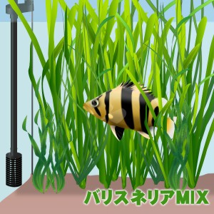 (水草) バリスネリアMIX（ミックス）　（３０本）  【水槽/熱帯魚/観賞魚/飼育】【生体】【通販/販売】【アクアリウム/あくありうむ】 
