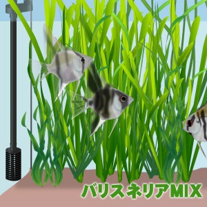 (水草) バリスネリアMIX（ミックス）　（２０本）　  【水槽/熱帯魚/観賞魚/飼育】【生体】【通販/販売】【アクアリウム/あくありうむ】 