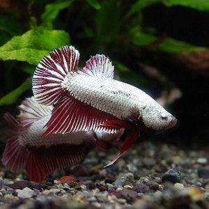 (熱帯魚 ベタ) ベタ　レッド・ドラゴン　オス ♂　（１匹）  【水槽/熱帯魚/観賞魚/飼育】【生体】【通販/販売】【アクアリウム/あくあり