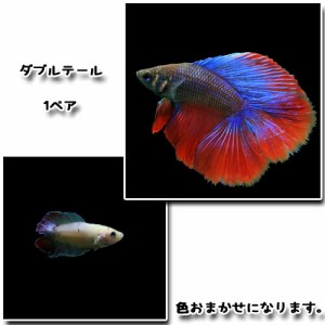 (熱帯魚 ベタ) ベタ　ダブルテール　（１ペア）  【水槽/熱帯魚/観賞魚/飼育】【生体】【通販/販売】【アクアリウム/あくありうむ】 