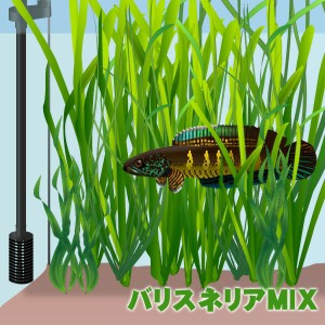 (水草) バリスネリアMIX（ミックス）　（５０本）　  【水槽/熱帯魚/観賞魚/飼育】【生体】【通販/販売】【アクアリウム/あくありうむ】 