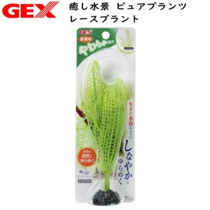 GEX　癒し水景 ピュアプランツ レースプラント  【水槽/熱帯魚/観賞魚/飼育】【生体】【通販/販売】【アクアリウム/あくありうむ】 