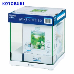 コトブキ　AQXT CUTE 22（アクストキュート22）　  【水槽/熱帯魚/観賞魚/飼育】【生体】【通販/販売】【アクアリウム/あくありうむ】 