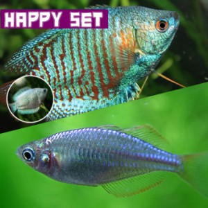 (熱帯魚 生体) 【ハッピーセット】ネオンドワーフグラミー（約４cm）（１ペア） ＋ ネオンドワーフレインボー（約２-３cm)（３匹） 【水