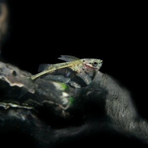 熱帯魚 生体 マーブルハチェット 約２cm １匹 水槽 熱帯魚 観賞魚 飼育 生体 通販 販売 アクアリウム あくありうむの通販はau Pay マーケット 熱帯魚通販のネオス 商品ロットナンバー