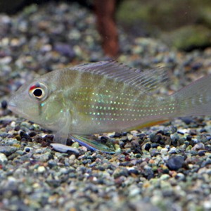 (熱帯魚 生体) アカリクティス　ヘッケリー　（約７cm）（１匹）  【水槽/熱帯魚/観賞魚/飼育】【生体】【通販/販売】【アクアリウム/あ