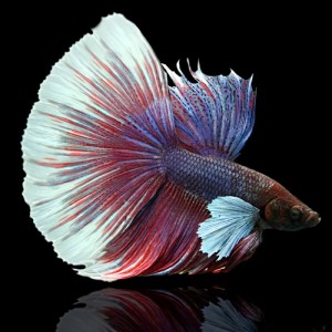 (熱帯魚 ベタ) ベタ　ハーフムーン　エレファントイヤー　色おまかせ　オス ♂　（約５cm）（１匹）  【水槽/熱帯魚/観賞魚/飼育】【生体