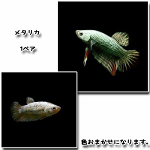 (熱帯魚 ベタ) ベタ　メタリカ　（１ペア）  【水槽/熱帯魚/観賞魚/飼育】【生体】【通販/販売】【アクアリウム/あくありうむ】 