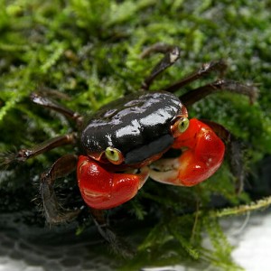 (カニ) レッドアップルクラブ　（約２cm）（１匹）  【水槽/熱帯魚/観賞魚/飼育】【生体】【通販/販売】【アクアリウム/あくありうむ】 