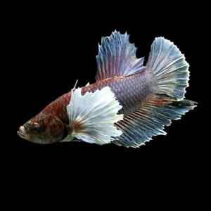 (熱帯魚 ベタ) ベタ　ハーフムーン　エレファントイヤー　色おまかせ　メス ♀　（約４.５cm）（１匹）  【水槽/熱帯魚/観賞魚/飼育】【