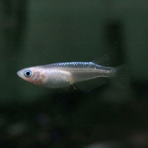 (めだか) 幹之メダカ　強光（ミユキメダカ）　（約２cm）（１匹）  【水槽/熱帯魚/観賞魚/飼育】【生体】【通販/販売】【アクアリウム/あ