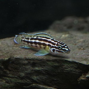 (熱帯魚 生体) ジュリドクロミス・トランスクリプタス　（約４cm）（１匹）  【水槽/熱帯魚/観賞魚/飼育】【生体】【通販/販売】【アクア