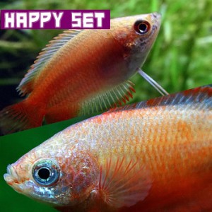 (熱帯魚セット) 【ハッピーセット】ゴールデンハニードワーフグラミー（約２-３cm)（３匹）＋ レッドグラミー（約３cm)（３匹） 【水槽/