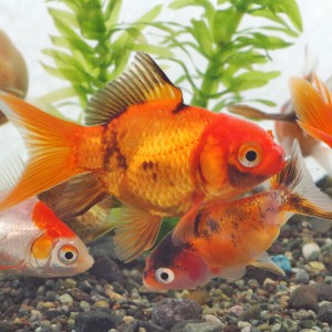 (金魚 生体) ミックス金魚【国産】（約３-５cm）（５匹）　オタマ金魚ミックス  【水槽/熱帯魚/観賞魚/飼育】【生体】【通販/販売】【ア