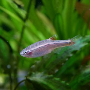 熱帯魚 生体 アカヒレ Lサイズ 約３cm ３００匹 水槽 熱帯魚 観賞魚 飼育 生体 通販 販売 アクアリウム あくありの通販はau Wowma ワウマ 熱帯魚通販のネオス 商品ロットナンバー