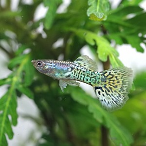 (熱帯魚 生体) グラスコブラグッピー【外国産】　（約３cm）（３ペア）  【水槽/熱帯魚/観賞魚/飼育】【生体】【通販/販売】【アクアリウ