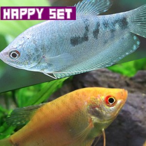 (熱帯魚セット) 【ハッピーセット】ゴールデングラミー（約４cm)（３匹）＋ マーブルグラミー（約４cm)(３匹)【水槽/熱帯魚/観賞魚/飼育