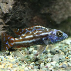 (熱帯魚 生体) ニンボクロミス　フスコタエニアータス　（約９cm）（１匹）  【水槽/熱帯魚/観賞魚/飼育】【生体】【通販/販売】【アクア