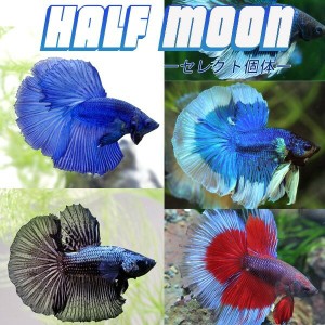 (熱帯魚 生体) ハーフムーン♂　セレクト個体（１匹）  【水槽/熱帯魚/観賞魚/飼育】【生体】【通販/販売】【アクアリウム/あくありうむ