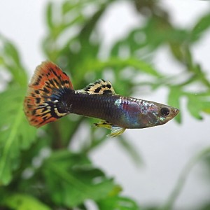 (熱帯魚 生体) マルチタキシードグッピー【外国産】　（約３cm）（３ペア）  【水槽/熱帯魚/観賞魚/飼育】【生体】【通販/販売】【アクア