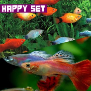 (熱帯魚 生体) 【ハッピーセット】ミックスグッピー（約３cm)(３ペア) ＋ ミックスプラティ（約２-３cm)(４匹)  【水槽/熱帯魚/観賞魚/飼