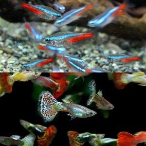 (熱帯魚 生体) ネオンテトラ（ＳＭサイズ約１.５-２cm）（１０匹）　＋( オススメ)ミックスグッピー【外国産】（約３cm）（３ペア）  【