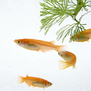 (めだか) 楊貴妃メダカ　（約２cm）（４匹）  【水槽/熱帯魚/観賞魚/飼育】【生体】【通販/販売】【アクアリウム/あくありうむ】 