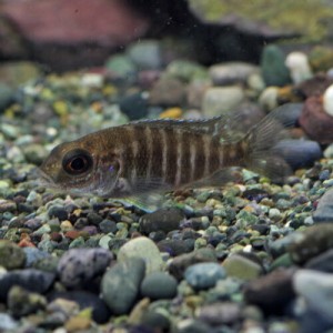 (熱帯魚 生体) アウロノカラ スチュアートグランティMaleri（約４-５cm）（１匹）　  【水槽/熱帯魚/観賞魚/飼育】【生体】【通販/販売】