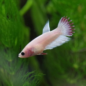 (熱帯魚 ベタ) ベタ　クラウンテール　色おまかせ　メス ♀　（約２-３cm）（１匹）  【水槽/熱帯魚/観賞魚/飼育】【生体】【通販/販売】