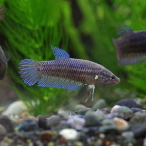 (熱帯魚 ベタ) ベタ　プラガット　メス ♀　（約３cm）（１匹）  【水槽/熱帯魚/観賞魚/飼育】【生体】【通販/販売】【アクアリウム/あく