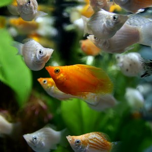 (熱帯魚 生体) ミックスバルーンモーリー　（約２-３cm）（５０匹）  【水槽/熱帯魚/観賞魚/飼育】【生体】【通販/販売】【アクアリウム/