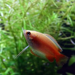 (熱帯魚 生体) ゴールデンハニードワーフグラミー　（約２cm）（３匹）  【水槽/熱帯魚/観賞魚/飼育】【生体】【通販/販売】【アクアリウ