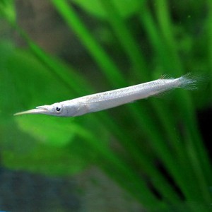 (熱帯魚 生体) ゴールデンデルモゲニー　（約３cm）（３匹）  【水槽/熱帯魚/観賞魚/飼育】【生体】【通販/販売】【アクアリウム/あくあ