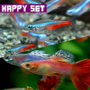 (熱帯魚 生体) 【ハッピーセット】ネオンテトラ（SMサイズ約１.５-２cm）(１０匹) ＋ ミックスグッピー（約３cm)(２ペア)  【水槽/熱帯魚