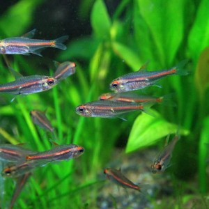 (熱帯魚 生体) グローライトテトラ　（約２cm）（５０匹）  【水槽/熱帯魚/観賞魚/飼育】【生体】【通販/販売】【アクアリウム/あくあり