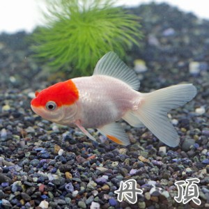 (金魚 生体) 丹頂　（約５-７cm）（３匹）  【水槽/熱帯魚/観賞魚/飼育】【生体】【通販/販売】【アクアリウム/あくありうむ】 (再入荷)