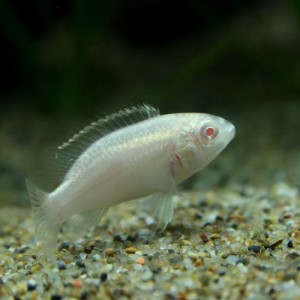 (熱帯魚 生体) ペルビカクロミスプルケール（ペルマト）　（アルビノ）　（２-３cm）（１匹）  【水槽/熱帯魚/観賞魚/飼育】【生体】【通