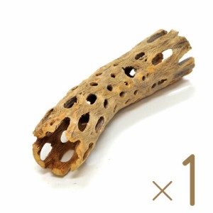 カクタス・スケルトン１５cm　（サボテン骨格）　1本　 【爬虫類・両生類】【新着】