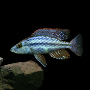 (熱帯魚 生体) ディミディオクロミス　コンプレシケプス　（約１０cm）（１匹）  【水槽/熱帯魚/観賞魚/飼育】【生体】【通販/販売】【ア