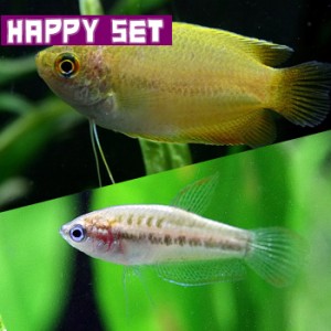 (熱帯魚 生体) 【ハッピーセット】ピグミーグラミー（約２-３cm）（３匹） ＋ ゴールデンハニードワーフグラミー（約３cm）（２匹）  