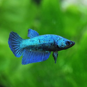 (熱帯魚 ベタ) ベタ　デルタテール　メス ♀　（約３cm）（１匹）  【水槽/熱帯魚/観賞魚/飼育】【生体】【通販/販売】【アクアリウム/あ