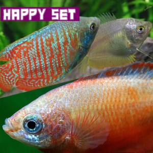 (熱帯魚 生体) 【ハッピーセット】ドワーフグラミー（約５cm)(１ペア)  ＋ レッドグラミー（約３cm)（３匹） 【水槽/熱帯魚/観賞魚/飼育