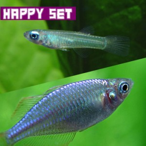 (熱帯魚セット) 【ハッピーセット】アフリカンランプアイ（約２cm)（５匹）  ＋ ネオンドワーフレインボー（約２-３cm)（３匹） 【水槽/