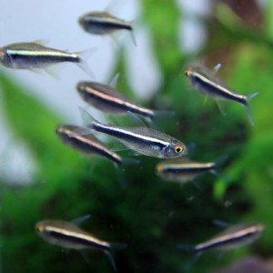 (熱帯魚 生体) ブラックネオン　（約２cm）（２５匹）  【水槽/熱帯魚/観賞魚/飼育】【生体】【通販/販売】【アクアリウム/あくありうむ