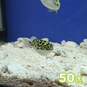 (熱帯魚 生体) ミドリフグ　（約２-３cm）（５０匹）  【水槽/熱帯魚/観賞魚/飼育】【生体】【通販/販売】【アクアリウム/あくありうむ】