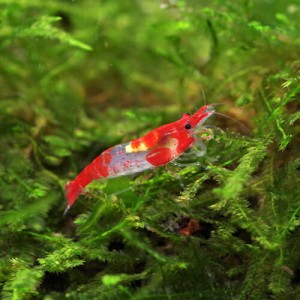 (エビ) ルリーシュリンプ　（約１-２cm）（５匹）  【水槽/熱帯魚/観賞魚/飼育】【生体】【通販/販売】【アクアリウム/あくありうむ】 